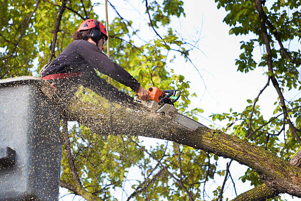 Best Storm Damage Tree Cleanup  in New Cordell, OK